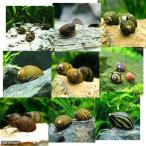 ( креветка *.) случайный kanoko.(10 шт ) Hokkaido * Kyushu авиапочта необходимо теплоизоляция 