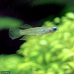 アフリカン・ランプアイ北海道航空便要保温