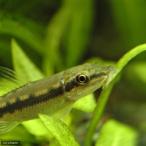 (熱帯魚)アルジーイーター(8匹) 北海道航空便要保温