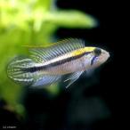 ( тропическая рыба )a piste g лама *agasiji.a Len машина ( wild )(1 пара ) Hokkaido * Kyushu авиапочта необходимо теплоизоляция 