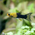 �i�M�ы��j�S�[���f���u���b�N���C���[�e�[�����[���[�i�S�C�j�@�k�C���E��B�q��֗v�ۉ�