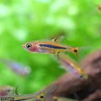 ( поступление нерешительный )( тропическая рыба )bolalas*uro крышка rumoites(5 шт ) Hokkaido * Kyushu авиапочта необходимо теплоизоляция 