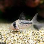 �i�M�ы��j�R���h���X�E�Ă�Ă�A�N�Z�����f�B�i���C���h�j�i�R�C�j�@�k�C���E��B�q��֗v�ۉ��@����ʓr����