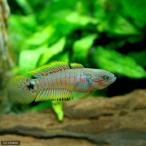 ( поступление нерешительный )( тропическая рыба )pi- кок *ga John (3 шт ) Hokkaido * Kyushu авиапочта необходимо теплоизоляция 