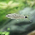 (熱帯魚)シルバー・フライングフォックス(3匹) 北海道・九州航空便要保温