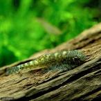 ( тропическая рыба ) Hong Kong * Plecostomus (5 шт ) Hokkaido * Kyushu авиапочта необходимо теплоизоляция 