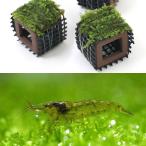 ( креветка )( водоросли )mi Nami пресноводная креветка (3 пара )+ наматывать длина . креветка. .. дом ja Ian to Южная Америка Willow Moss (3 шт )(1 комплект )