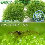 （エビ）（水草）巻きたて　リシア