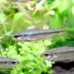 （熱帯魚）レッドチェリー・コンゴテトラ　