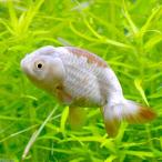 ショッピング金魚 （金魚）瑪瑙らんちゅう（中国産）（１匹）