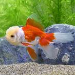 (国産金魚)飯田オランダ獅子頭 更紗(1匹)