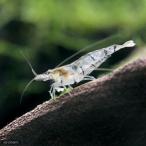 ( креветка )isigaki пресноводная креветка (1 шт ) Hokkaido * Kyushu авиапочта необходимо теплоизоляция 