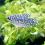 ( тропическая рыба ) мрамор *g Lamy (3 шт ) Hokkaido * Kyushu авиапочта необходимо теплоизоляция 