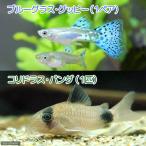 （熱帯魚）ブルーグラスグッピー（国産グッピー）（１ペア）＋コリドラス・パンダ（１匹）　北海道・九州航空便要保温