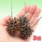 . креветка. .. дом оптимальный fu. реальный (momiji полировка u. реальный ) пробный 3 шт bee shrimp . один человек sama 1 пункт ограничение 