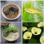 (ビオトープ/水辺植物)メダカのビオトープセット ウォーターポピー+楊貴妃メダカ+水辺植物3種 あぜなみ付 本州・四国限定