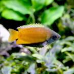 ( тропическая рыба ) - need wa-f*g Lamy ( wild )(2 шт ) Hokkaido * Kyushu авиапочта необходимо теплоизоляция 