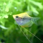 ( тропическая рыба ) золотой ba Rune жемчуг g Lamy (1 шт ) Hokkaido * Kyushu авиапочта необходимо теплоизоляция 