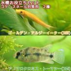 （熱帯魚）水槽お役立ちセット　コケ・スネール対策用　２種（５匹）　北海道・九州航空便要保温