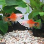 （熱帯魚）レッドトップホワイト・ミッキーマウスプラティ（１２匹）　北海道・九州航空便要保温