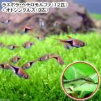 ( тропическая рыба )lasbola*he терроризм morufa(12 шт )+oto раковина rus(3 шт ) Hokkaido * Kyushu авиапочта необходимо теплоизоляция 