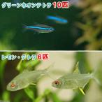 ( тропическая рыба ) зеленый neon Tetra (10 шт )+ лимон * Tetra (6 шт ) Hokkaido * Kyushu авиапочта необходимо теплоизоляция 