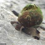 ( креветка *.)himetanisi(1 пара )