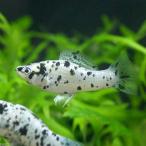 (熱帯魚)ダルメシアン・モーリー(12匹) 北海道航空便要保温