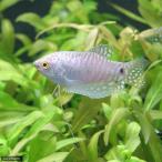 ( тропическая рыба ) платина *g Lamy (1 шт ) Hokkaido * Kyushu авиапочта необходимо теплоизоляция 