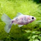 （国産金魚）寿恵廣錦（１匹）