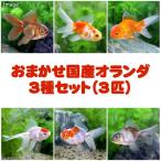 （国産金魚）おまかせオランダ型セ