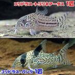 ( тропическая рыба ) Corydoras *toli Linea -tas( bleed )(1 шт ) + Corydoras * punk (1 шт )( итого 2 шт ) Hokkaido авиапочта необходимо теплоизоляция 