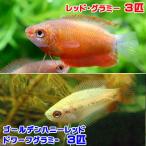 （熱帯魚）ゴールデンハニーレッド・ドワーフグラミー（３匹）　＋　レッド・グラミー（３匹）　北海道・九州航空便要保温