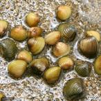 ( креветка *.)ma корбикула S размер (50 шт )(+2 сломан дополнение )