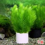 ( водоросли ) соты ракушка ta-matsumo( нет пестициды )(1 шт )me Dakar золотая рыбка качество воды .. производство яйцо пол 