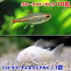 ( тропическая рыба )g Rollei to* Tetra (10 шт ) + Corydoras *aene незначительный a рубин no(1 шт ) Hokkaido * Kyushu авиапочта необходимо теплоизоляция 