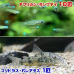 ( тропическая рыба ) Africa n* лампа I (10 шт )+ Corydoras *pa редкость tas(1 шт ) Hokkaido * Kyushu авиапочта необходимо теплоизоляция 