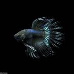 ( тропическая рыба ) бойцовая рыбка * Crown tail черный o- Kid мужской (1 шт ) Hokkaido * Kyushu авиапочта необходимо теплоизоляция 