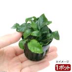 ( водоросли ) Anubias nana ссылка ru leaf (1 pot минут )