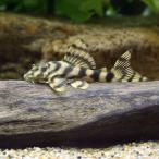 ( тропическая рыба )sing- Broad частота * Tiger Plecostomus ( wild )(1 шт ) Hokkaido * Kyushu авиапочта необходимо теплоизоляция 