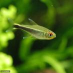 ( тропическая рыба ) высокий feso Briko n*metae Colombia (4 шт ) Hokkaido * Kyushu авиапочта необходимо теплоизоляция 