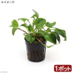 ( водоросли ) Cryptocoryne wilisi-(1 pot минут )