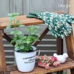 (観葉植物)ハーブ苗 ミント オレンジ 3号(1ポット) 家庭菜園