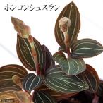 （観葉植物）ジュエルオーキッド　ホンコンシュスラン　４号（１鉢）　（Ｌｕｄｉｓｉａ　ｄｉｓｃｏｌｏｒ）