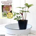 ショッピングクリスマスローズ （観葉植物）クリスマスローズ　セミダブル系（花色おまかせ）　３号（１ポット）