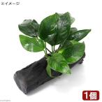 ( водоросли ) Anubias nana бинчотан ( примерно 10~15cm)( водный лист )(1 шт ) авиапочта не возможно 