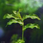 ( водоросли )hiro - no креветка mo( подводный лист )( нет пестициды )(5шт.@)