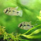 ( тропическая рыба )anomaro черный ошибка *to-masi-(2 шт ) Hokkaido * Kyushu авиапочта необходимо теплоизоляция 