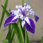 ( биотоп ) водное растения устрица tsubata Mai ..( Mike jak) фиолетовый земля белый . колесо . изначальный белый (1 pot )(.. состояние )