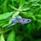 ( тропическая рыба ) we n изумруд * Guppy ( местного производства Guppy )(1 пара ) Hokkaido * Kyushu авиапочта необходимо теплоизоляция 